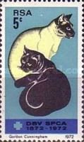 SPCA - Domestic Cats (Felis silvestris catus)