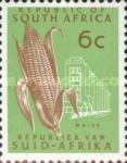 Maize (Zea mays), redrawn
