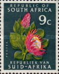 Protea (Protea cynaroides), redrawn