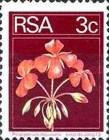 Geranium (Pelargonium inquinans)