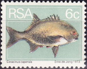 Galjoen (Coracinus capensis)