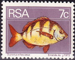 Zebra Bream (Diplodus trifasciatus)