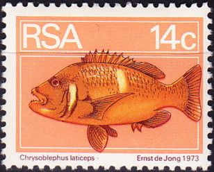 Roman Seabream (Chrysoblephus laticeps)