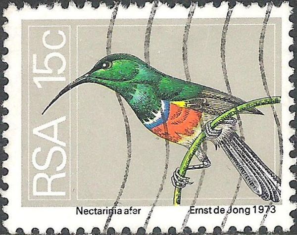 Greater Double-collared Sunbird (Nectarinia afer)