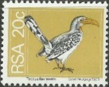 Southern Yellow-billed Hornbill (Tockus leucomelas)