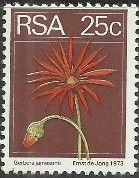 Barberton Daisy (Gerbera jamesonii)