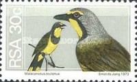Bokmakierie Shrikes (Telophorus zeylonus)