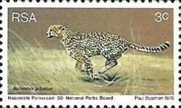 Cheetah (Acinonyx jubatus)