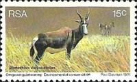 Bontebok (Damaliscus dorcas dorcas)