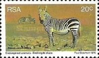 Cape Mountain Zebra (Equus zebra zebra)