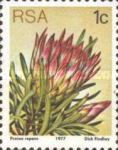 Protea repens