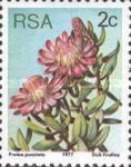 Water Sugarbush (Protea punctata)