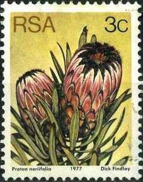 Oleanderleaf Protea (Protea neriifolia)