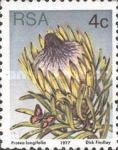 Long-leaf Sugarbush (Protea longifolia)