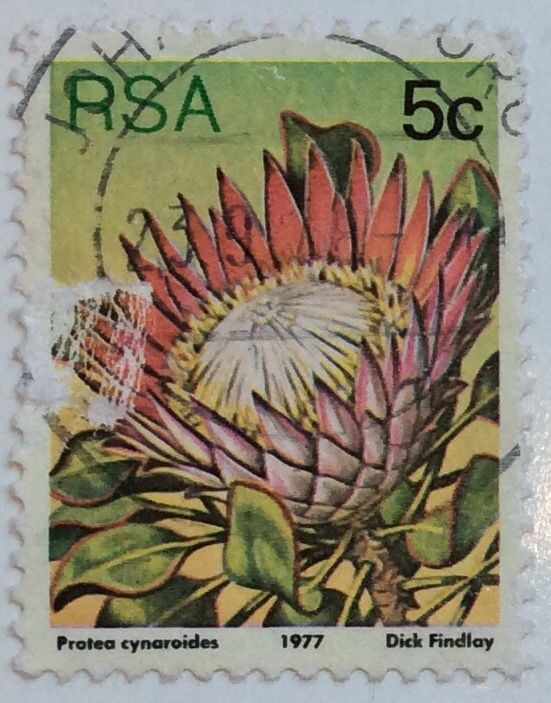 King Protea (Protea cynaroides)