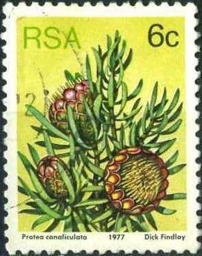 Groove-leaf Sugarbush (Protea canaliculata)