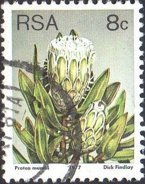 Forest Sugarbush (Protea mundii)