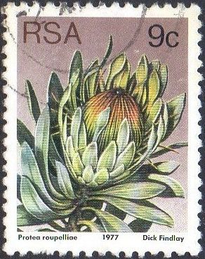 Silver Sugarbush (Protea roupelliae)