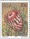 Ladismith Sugarbush (Protea aristata)