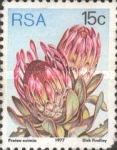 Broad-leaved Sugarbush (Protea eximia)