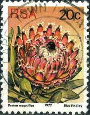 Queen Protea (Protea magnifica)