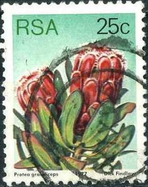 Princess Protea (Protea grandiceps)