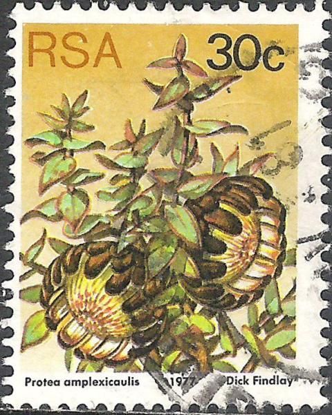 Clasping-leaf Sugarbush (Protea amplexicaulis)