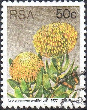 Leucospermum cordifolium
