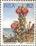 Marsh Rose (Orothamnus zeyheri)