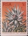 Silver Tree (Leucadendron argenteum)