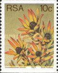 Sun Conebush (Leucadendron sessile)