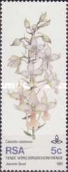 Forest-dwelling Calanthe (Calanthe natalensis)