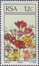 Freesia