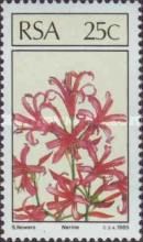 Nerine