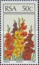 Gladiolus