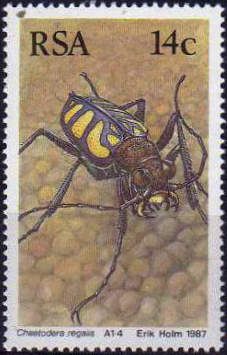 Tiger Beetle (Chaetodera regalis)