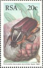 Protea Beetle (Trichosteha fascicularis)