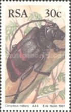 Longhorn Beetle (Ceroplesis militaris)