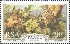 Grapevines