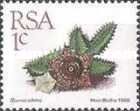 Huernia zebrina