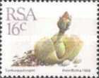 Vanheerdea divergens