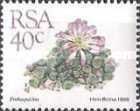 Frithia Pulchra