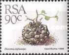 Dioscorea elephantipes