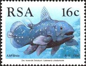 West Indian Ocean Coelacanth (Latimeria chalumnae)