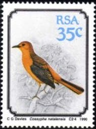 Red-capped Robin-Chat (Cossypha natalensis)