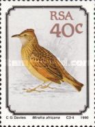 Rufous-naped Lark (Mirafra africana)