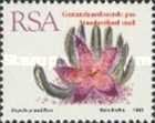 Stapelia grandiflora