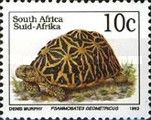 Geometric Tortoise (Psammobates geometricus)
