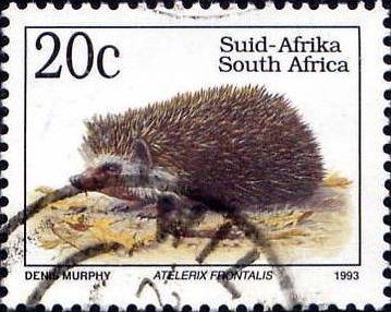 Southern African Hedgehog (Atelerix frontalis)