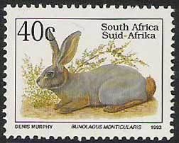 Riverine Rabbit (Bunolagus monticularis)